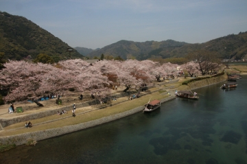 錦帯橋からの桜W