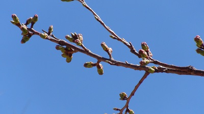 今日の金華山の桜ー１