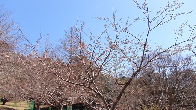 金華山　桜情報－２