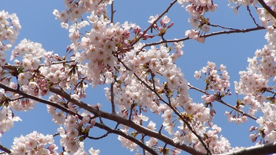 出島の桜　満開