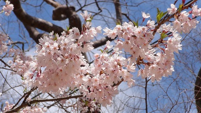 金華山　満開の弘法桜
