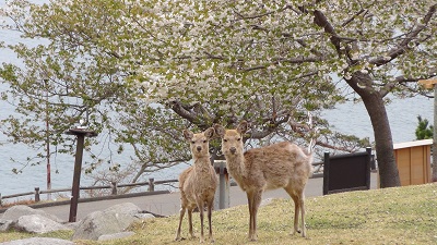 金華山・桜と鹿ー１