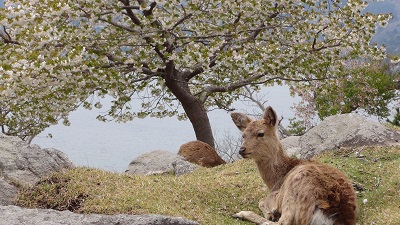 金華山・桜と鹿ー２