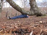 金華山パワースポット『地面を這う木』