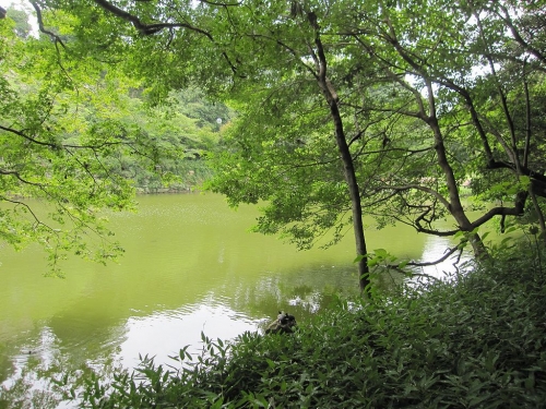 明石公園　桜堀の亀たち