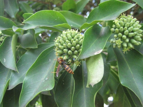 セグロアシナガバチ