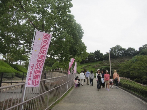 神戸総合運動公園　コスモスまつり