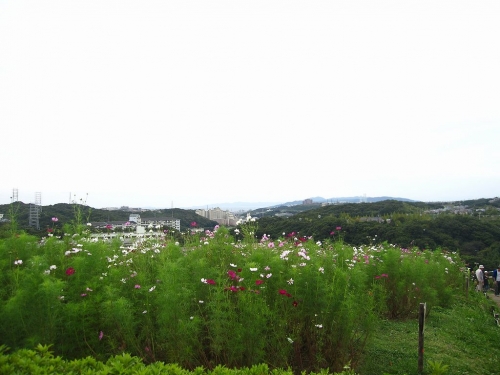 神戸総合運動公園　コスモスの丘
