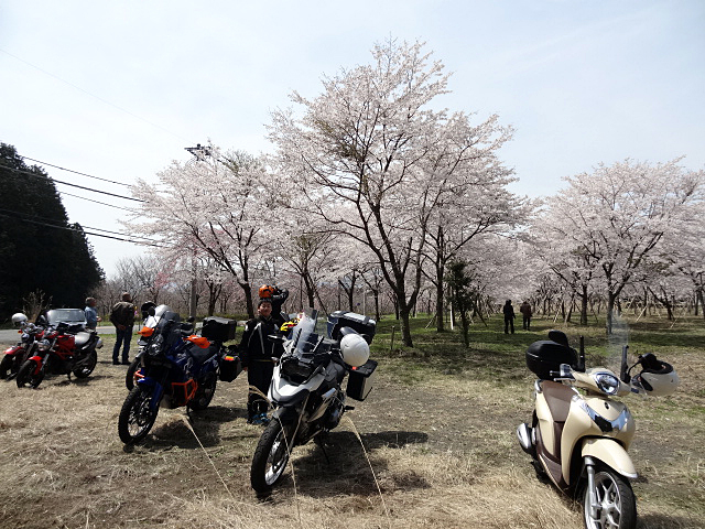 03_桜畑