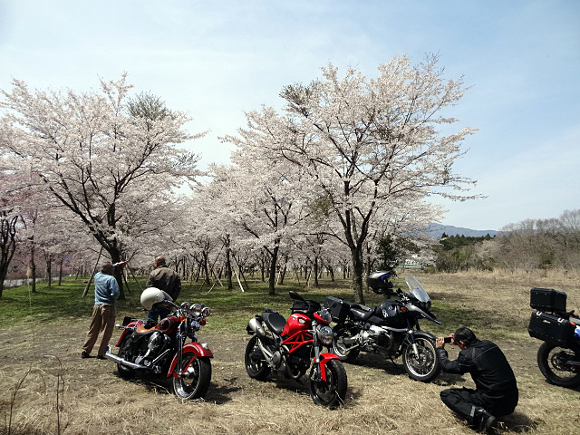 04_桜畑