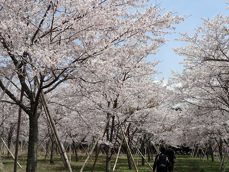 06_桜畑
