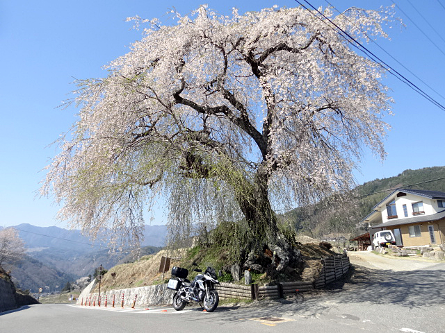 16_立石峠の柳桜