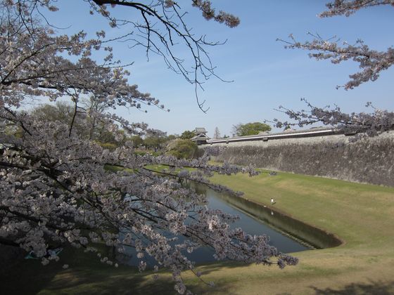桜お花見がてら熊本城へ小旅行 in 九州熊本熊本城1