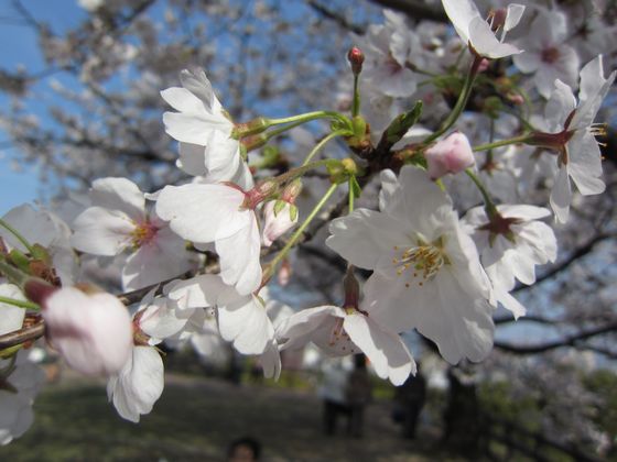 桜お花見がてら熊本城へ小旅行 in 九州熊本熊本城3 (2)