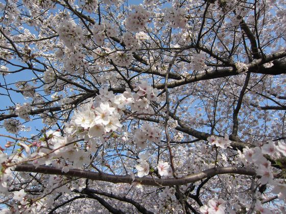 桜お花見がてら熊本城へ小旅行 in 九州熊本熊本城4