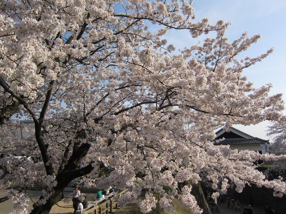 桜お花見がてら熊本城へ小旅行 in 九州熊本熊本城6