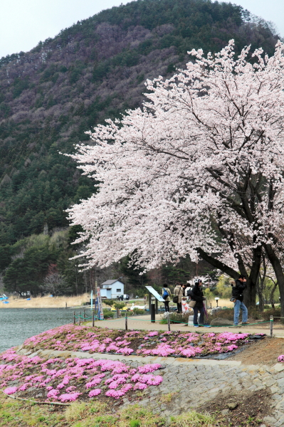 河口湖円形ホール湖畔の桜