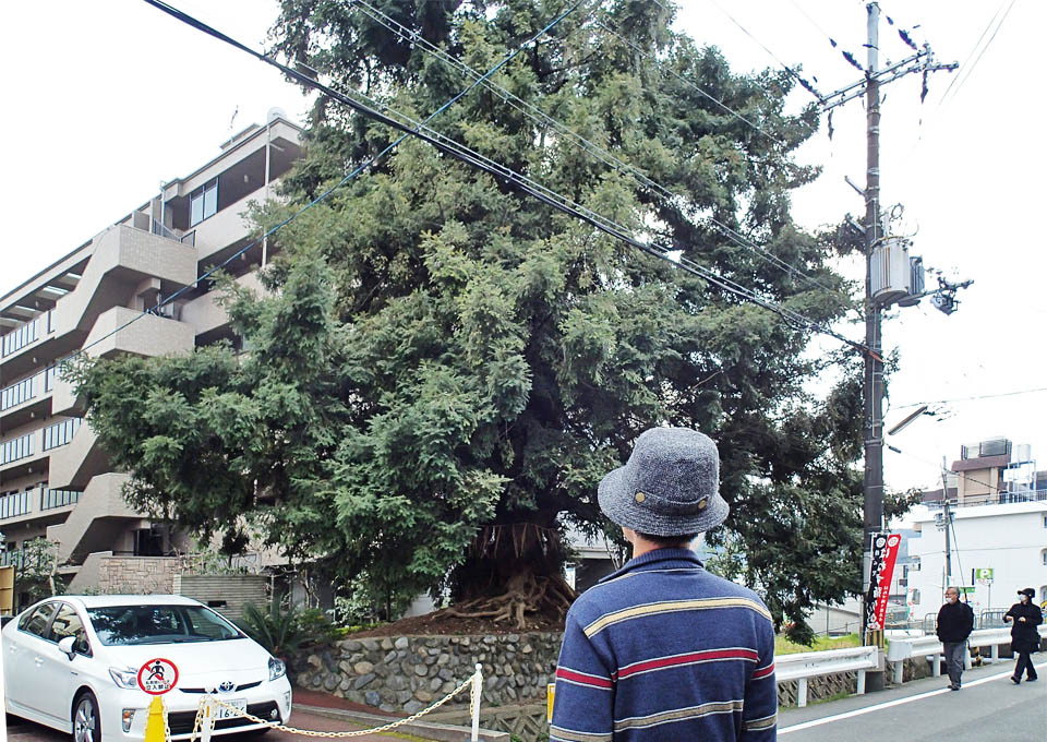 道端で見つけた巨木
