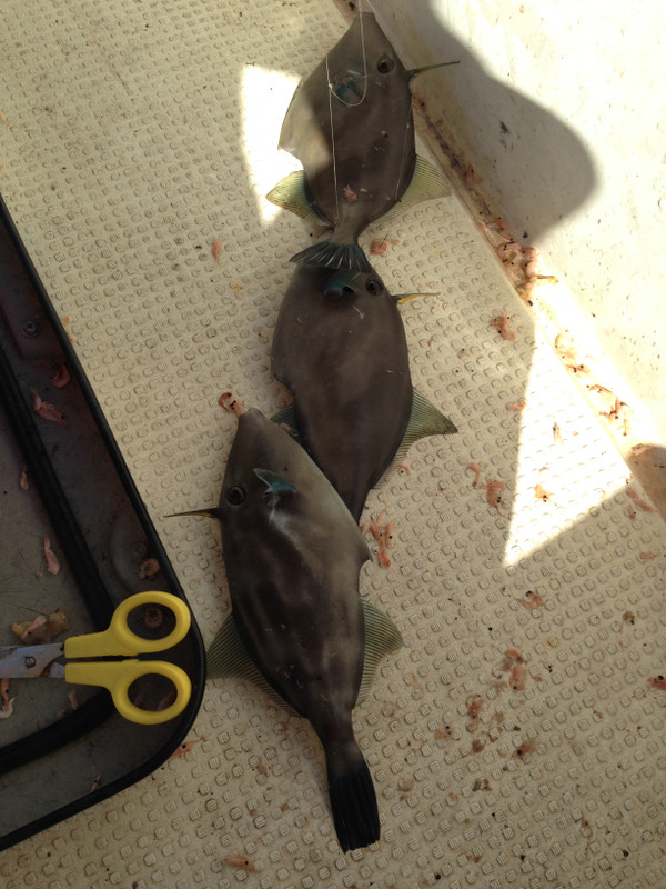 ダイワ瀬戸内ウマヅラのロッドでチャレンジ | 広島瀬戸内海の釣り 