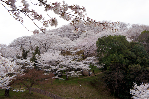 三室山桜