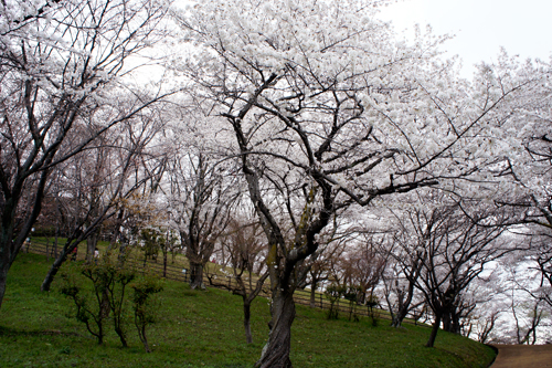 三室山桜