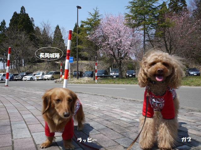 長岡城跡前の桜