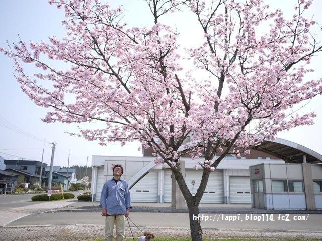 コッコ駅の桜