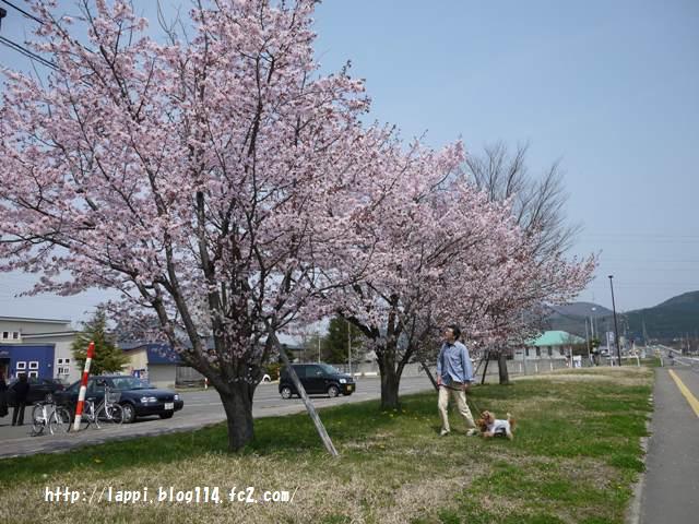 道の駅駐車場前の桜