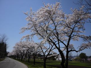 養護学校の桜