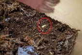 ヒメマイマイカブリの卵　発見！　飼育下