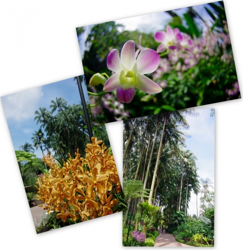 緑の楽園『ボタニック・ガーデン』を満喫しよう！シンガポール7日目前編ニャ♪21