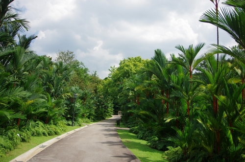 緑の楽園『ボタニック・ガーデン』を満喫しよう！シンガポール7日目前編ニャ♪27