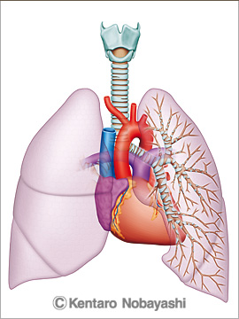 WONDA/肺