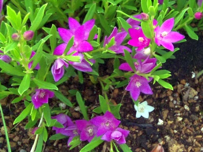 SBSH0262東銀座公園紫の花_400