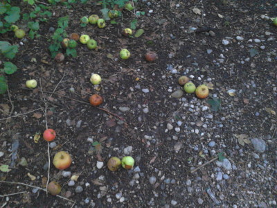 先週、タルリンとその川の道にお散歩にいったら たくさんのりんごが落ちていました。