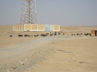 砂漠の中を移動チウのヤギの群れ。