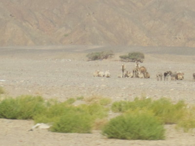 砂漠の中のラクダとヤギ（？）