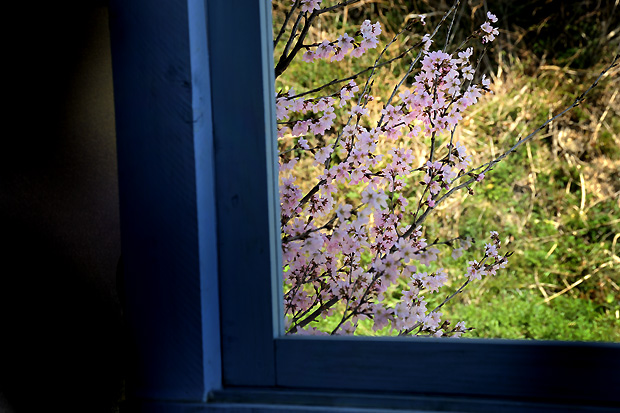 窓から桜