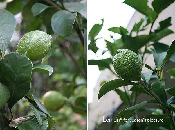 2014_9_28-Lemon-01n.jpg