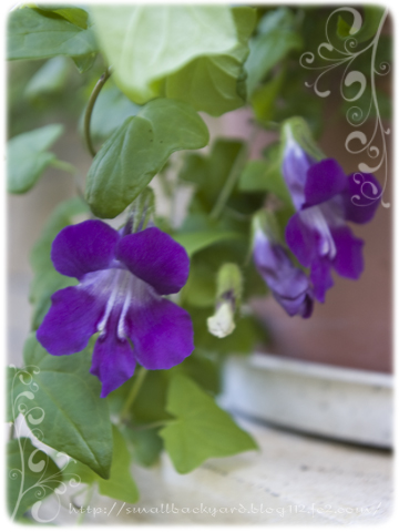 紫色の花のつる性植物 アサリナ つる植物が好き