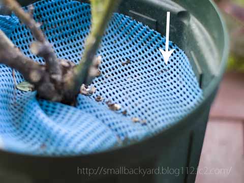 バラのコガネムシの幼虫対策と駆除 無農薬 バラの害虫 益虫