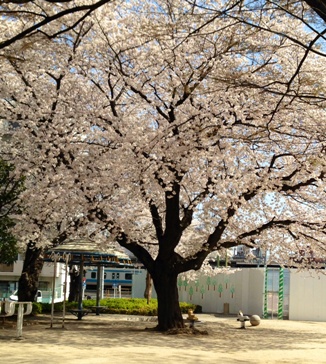 2014-4桜2