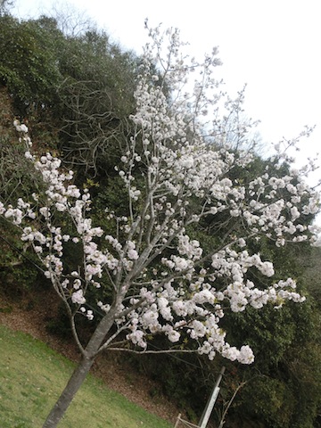 武田尾の桜