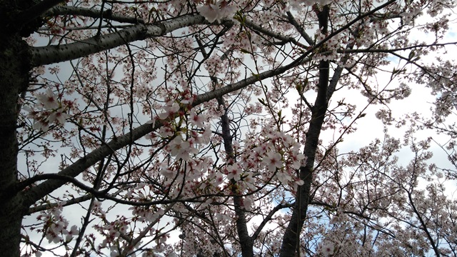 2014桜3