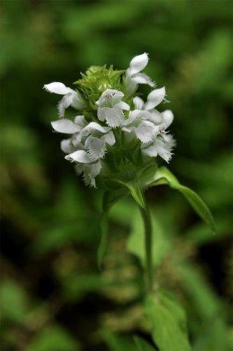 ウツボグサ　白花