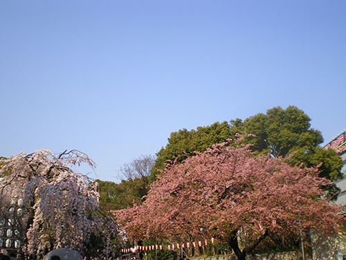 上野恩賜公園入口交番横の桜