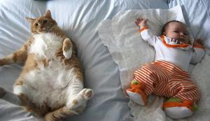 猫と子供