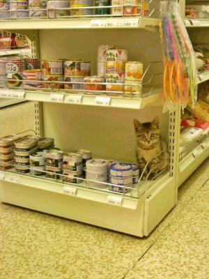 猫缶詰