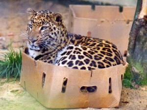 箱に入った豹