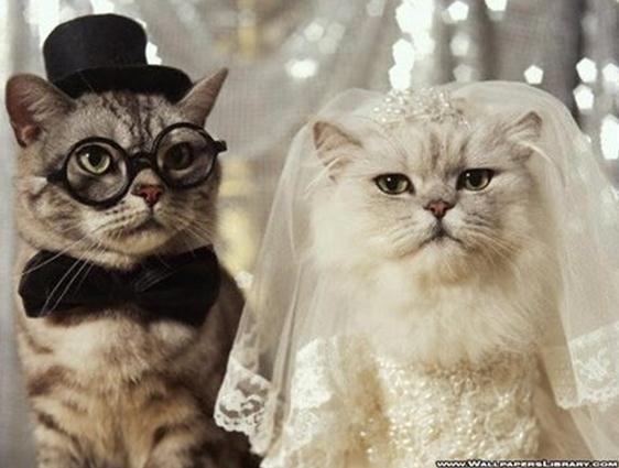 結婚する猫
